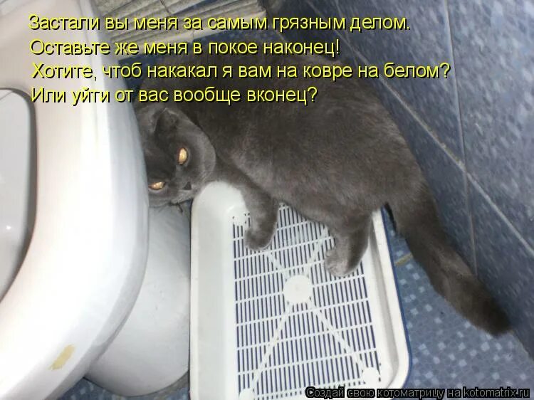 кот на унитазе. кот сидит на унитазе. кот на унитазе. кот покакал. кот какает на кота.