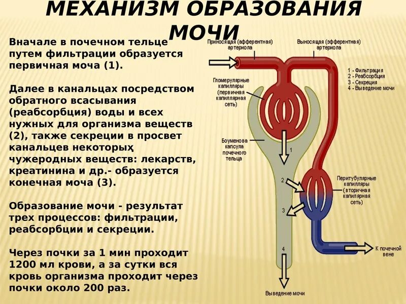 Сколько литров мочевой. Мочевыделительная система вторичная моча. Анатомия мочевыделительная система механизм мочеобразования. Физиология выделительной системы образование мочи. Части мочевыделительной системы схема.