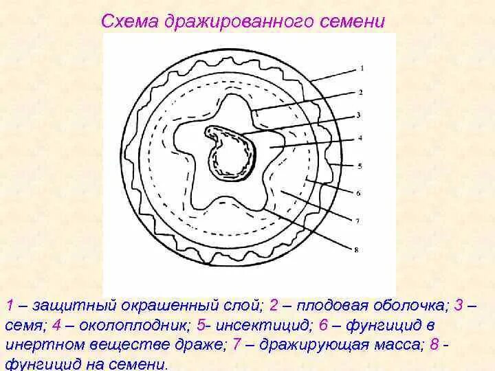 Плодовые оболочки. Плодовыми оболочками являются. Плодовые оболочки человека это. Дражированные семена сообщение.