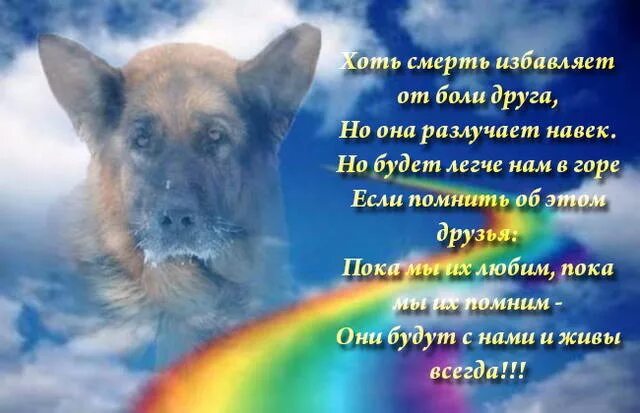 В память о собаке. Собачка облачко. Любимый пес. Собака за радугой. Собачья радуга.