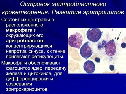 Тромбоциты макрофаги
