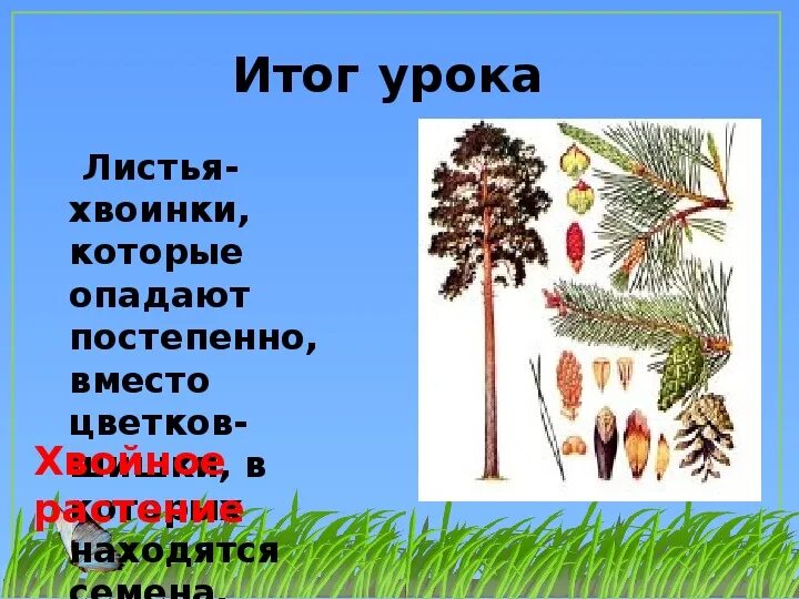 Хвойные 3 класс. Хвойные растения окружающий мир. хвойные окружающий мир 2 класс. хвойные растения 2 класс. хвойные растения 2 класс окружающий мир.