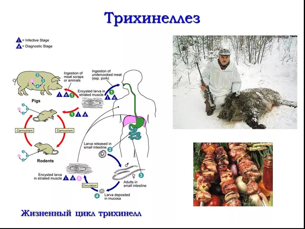 Трихинеллез источник. Трихинеллез распространенность. Трихинеллез механизм передачи. Трихинелла профилактика. Трихинелла источник заражения.