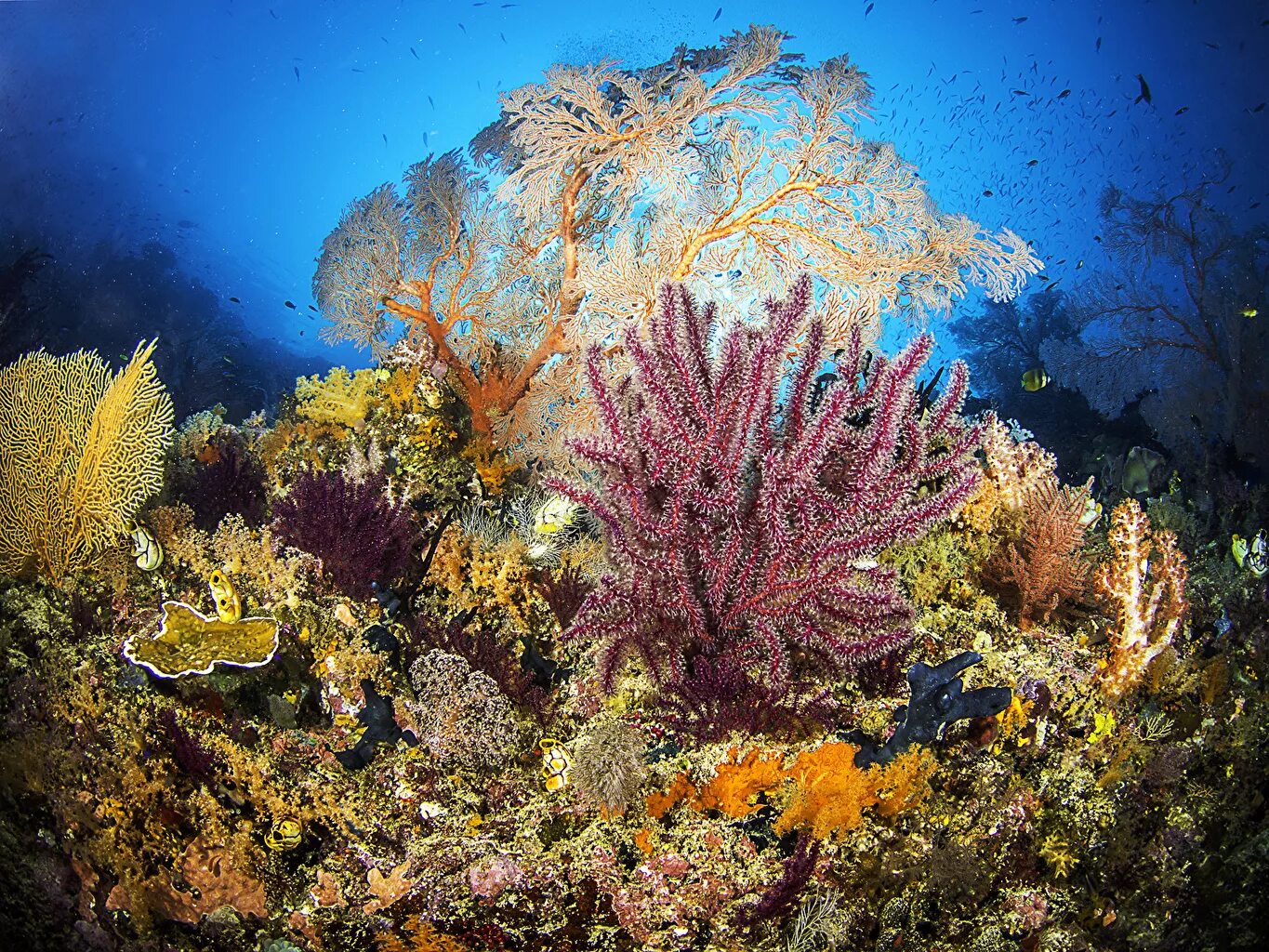Подводный мир кораллов. Коралловые рифы красного моря. Атлантический океан коралловый риф. Коралловые рифы Самоа Алеипата. Кораллы в Тайланде.