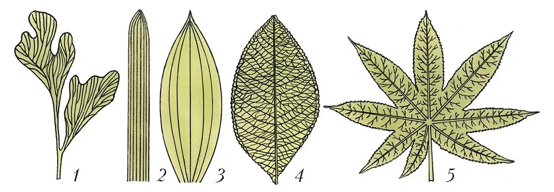 Параллельное 2 дуговидное 3 пальчатое 4 перистое. Пальчатое жилкование листа. Перисто сетчатое жилкование листьев. Каштан конский жилкование листа.