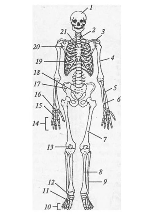 Скелет человека 8 класс биология. Скелет человека анатомия без подписей. Биология 8 класс Пасечник скелет человека. Скелет человека биология 8 класс рисунок.