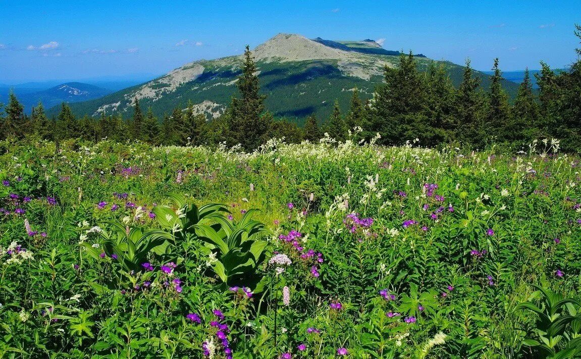 Растения и животные южного урала. Национальный парк таганай растения. Национальный парк зюраткуль растения. Животные южного урала презентация. Растительный и животный мир урала.