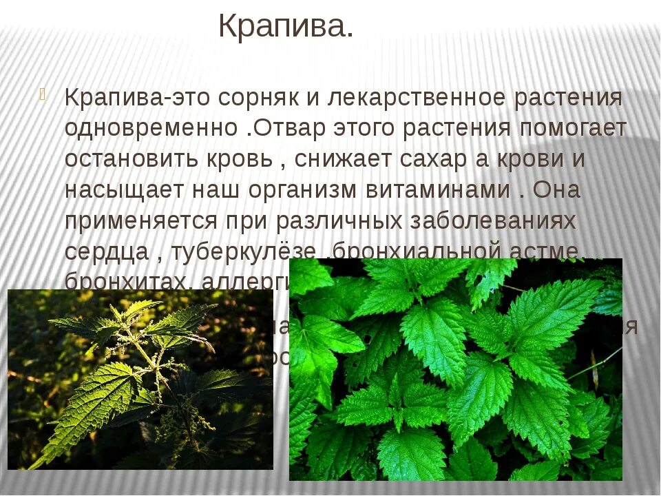 Чем хороша крапива. Крапива лечебное растение. Как крапива используется людьми. Чем полезна крапива для человека. Факты о крапиве.