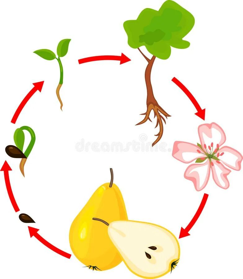 Plant cycle. Жизненный цикл грушевого дерева. Цикл развития растений для дошкольников. Жизненный цикл растений для детей. Цикл жизни растений для детей.