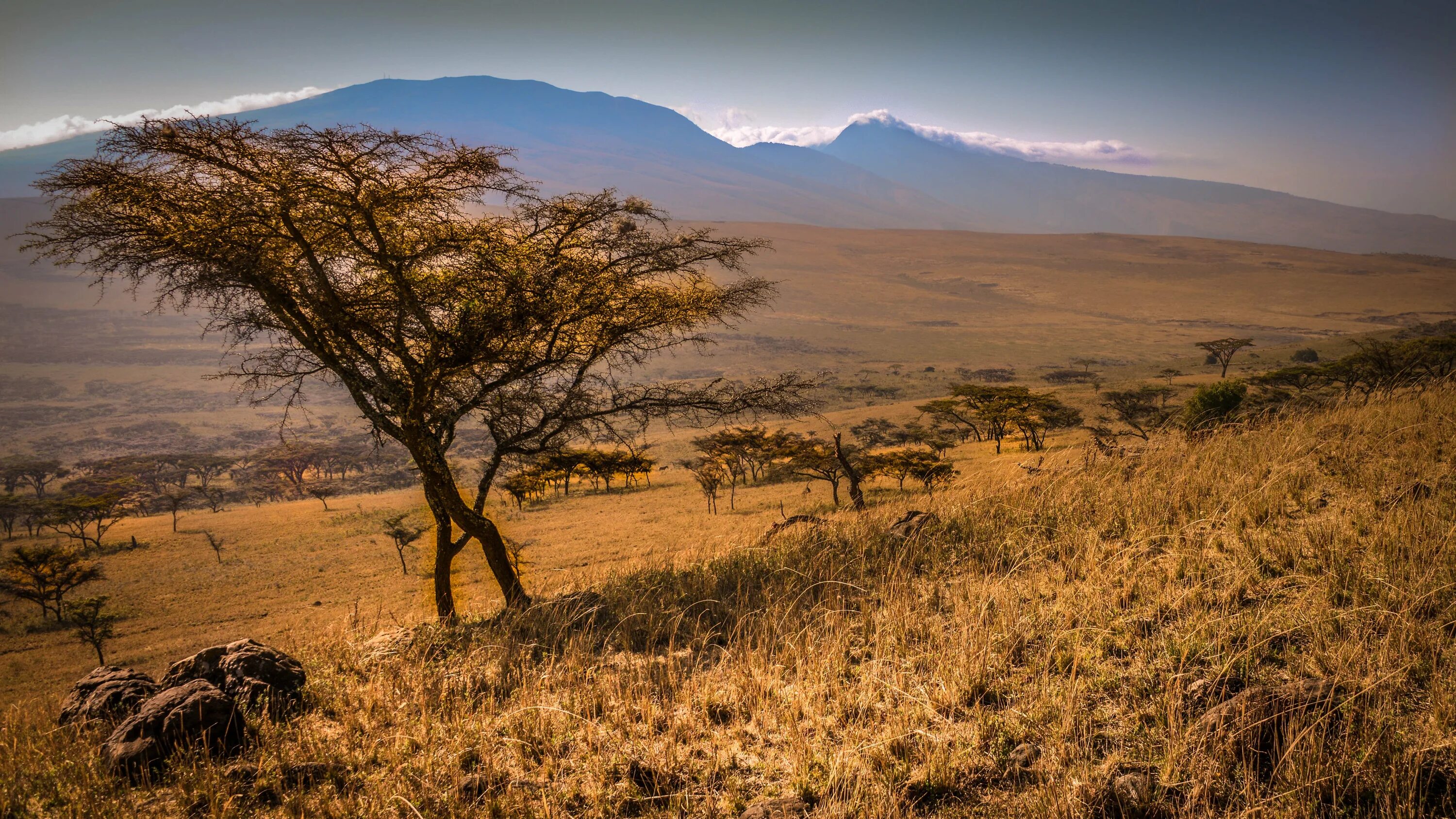 Опустыненные саванны. Танзания субэкваториальный пояс. Саванна панорама. Саванны северной африки. Субэкваториальный пояс африки.