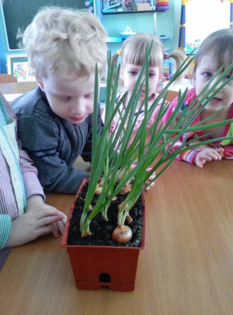 Лук в садик. Луковицы в детсад. Дети сажают лук. Украсить луковицу в детский сад.