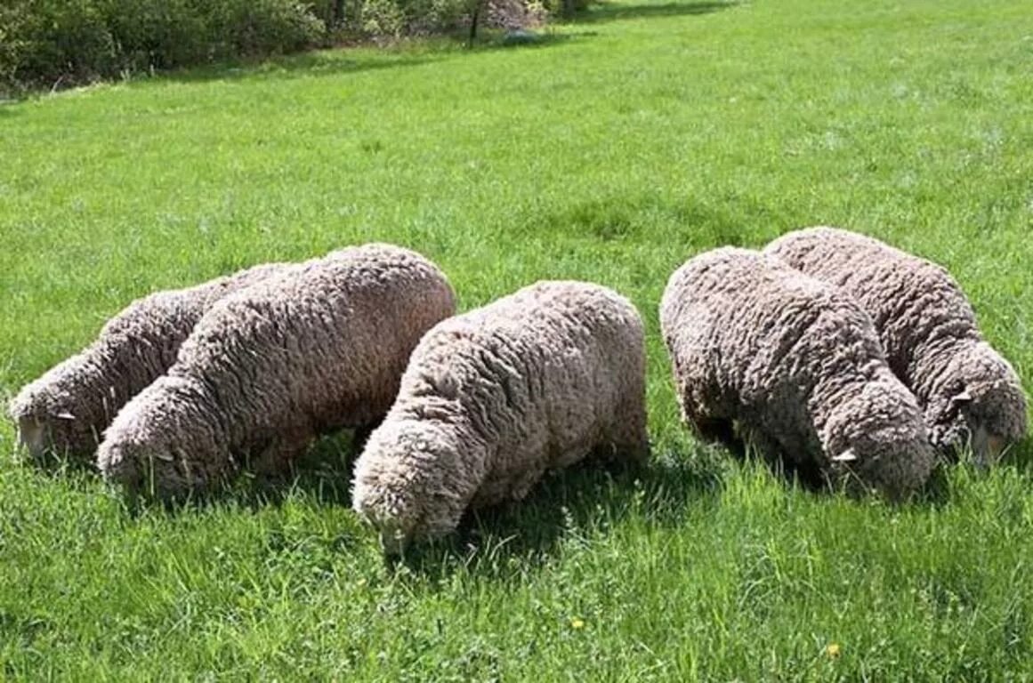 Овцы меринос. Порода Баранов меринос. Овцы породы меринос. Порода овец Merinos. Merinos порода Баранов.