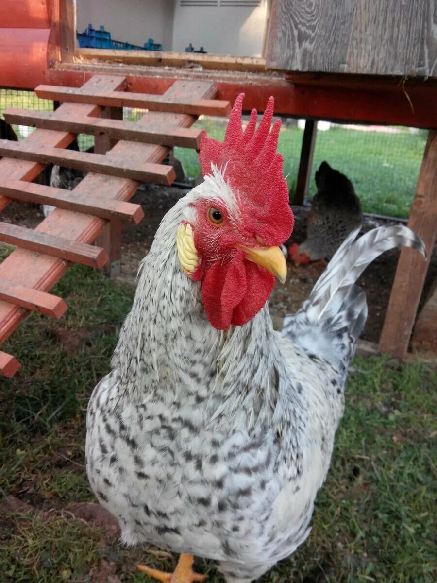 Борковская барвистая петух. Борковская барвистая петух. Серебристый леггорн борковская барвистая. Барковская боровистая. Куры борковская барвистая.