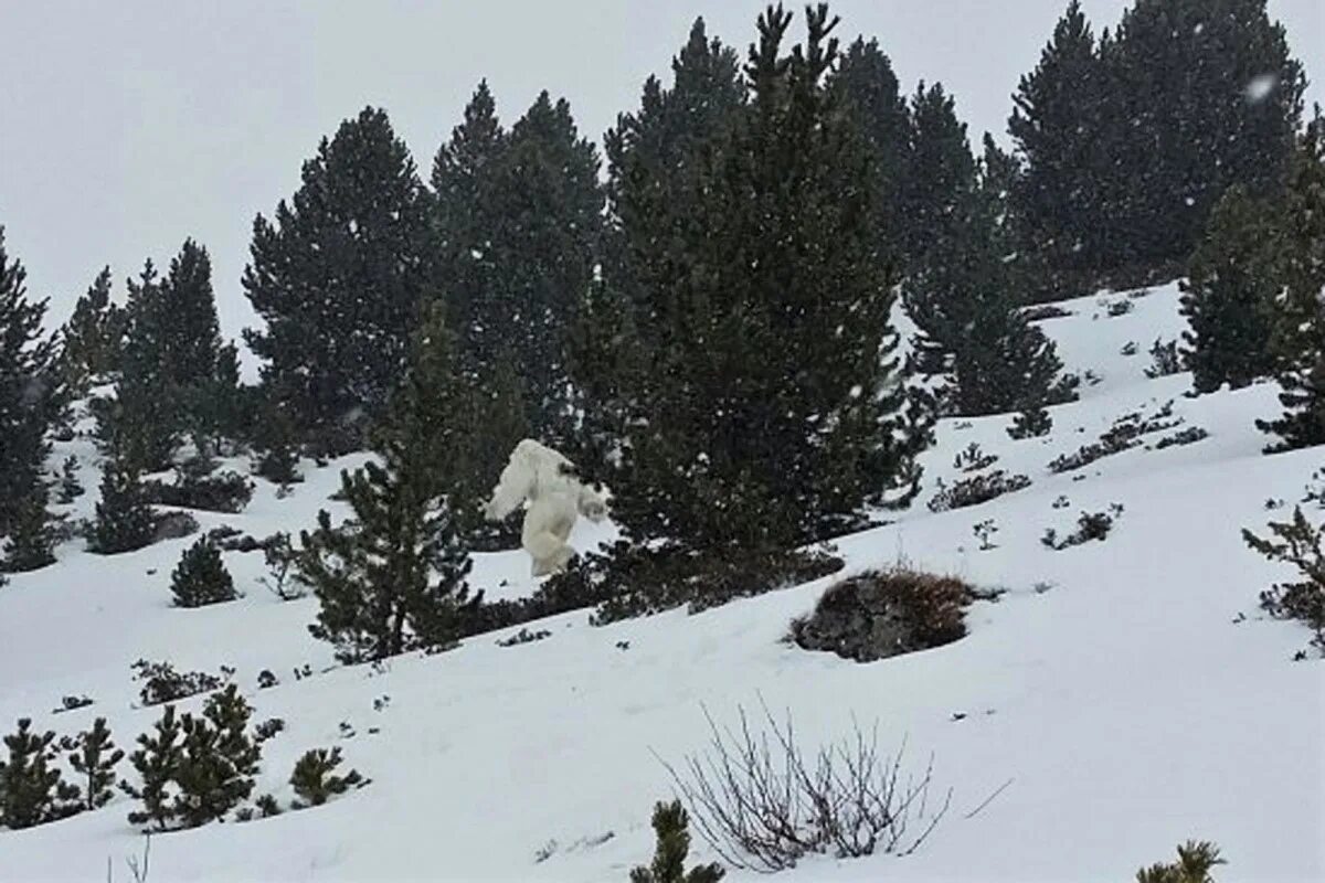 Снежный человек с тибета. Йети Шерегеш. Йети парк Шерегеш. Йети бигфут перевал Дятлова.
