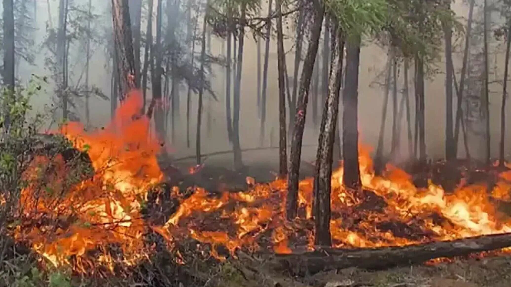 Лесные пожары видео. Лесные пожары в Якутии 2021. Якутск пожары 2021. Лесные пожары в Якутии 2022. Пожар в лесу.