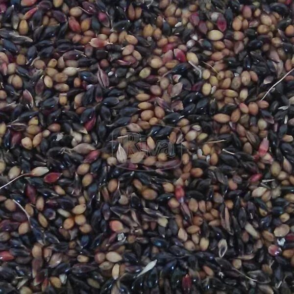 Семена суданки. Сорго суданковый гибрид семена. Люцерна и суданка. Суданская трава сорт «саратовская 1183». Суданская трава черноморка.