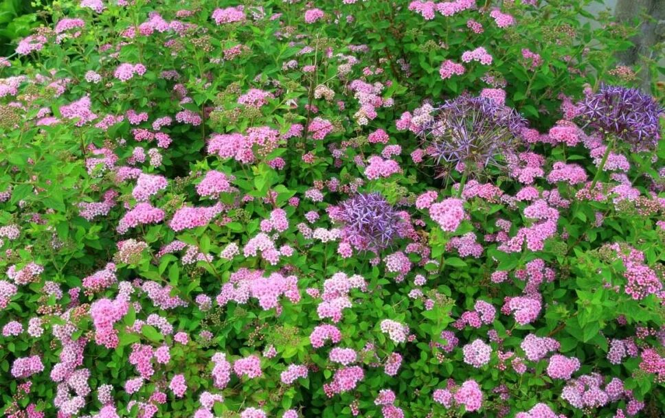 Спирея японская little Princess. Спирея японская Литтл принцесс (Spiraea). Спирея японская (Spiraea japonica `little Princess`). Спирея розовая принцесса.