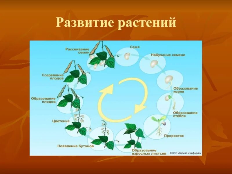 Этапы развития растений. Последовательность развития растений. Процесс развития растений. Стадии развития цветка.