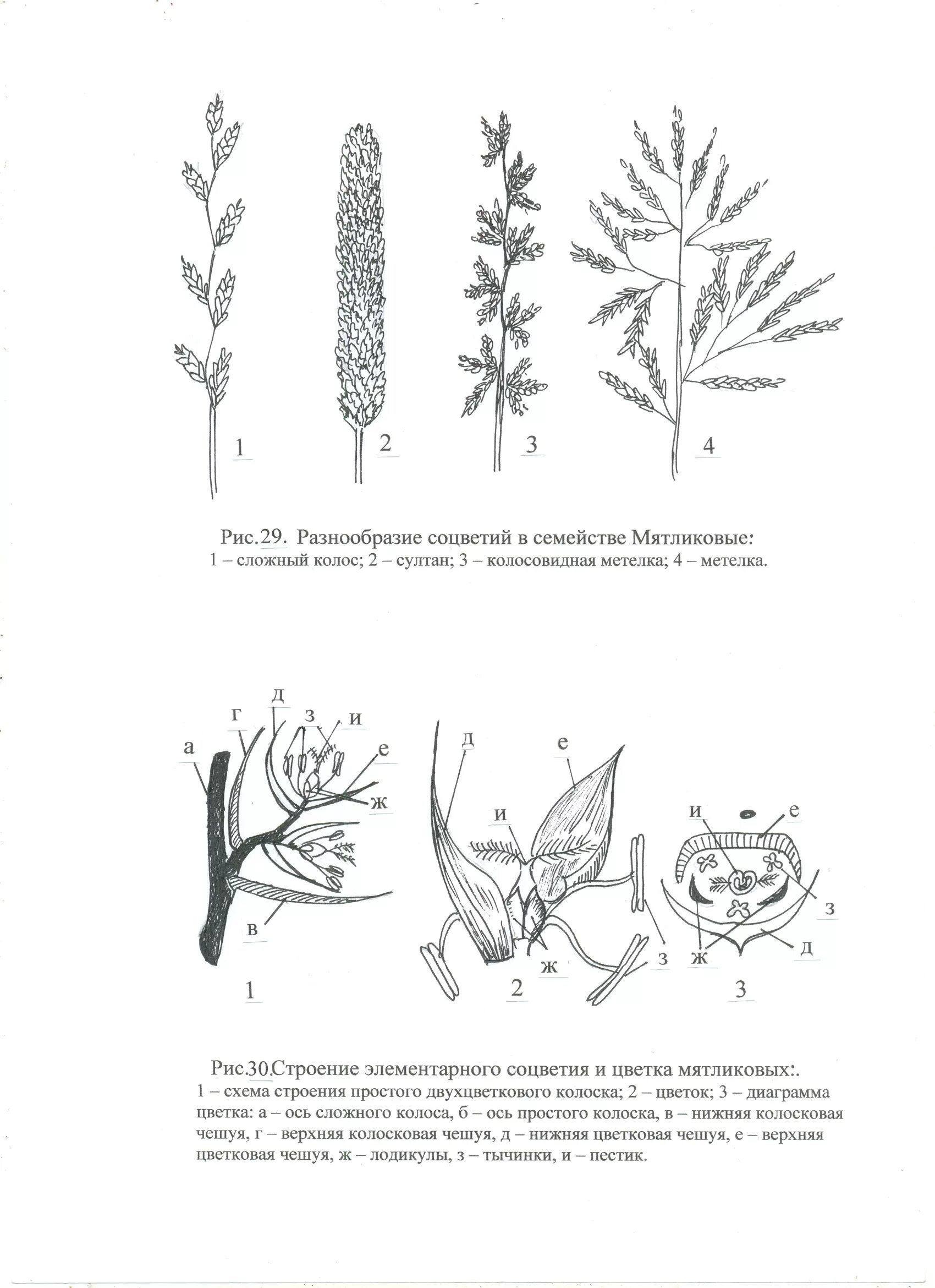Соцветие злаковых мятликовых. Схема цветка злаковых растений. Схемы соцветий злаковых растений.