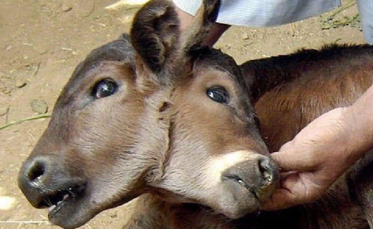 Мутированные животные чернобыля. Припять животные мутанты. Мутированные животные чернобыля. Мутированные животные чаэс. Чернобыль мутированные звери.