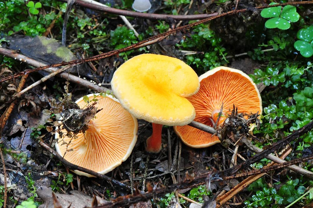 ложная лисичка гриб. омфалот маслиновый. ложная лисичка гриб. говорушка оранжевая гриб. степная лисичка гриб.