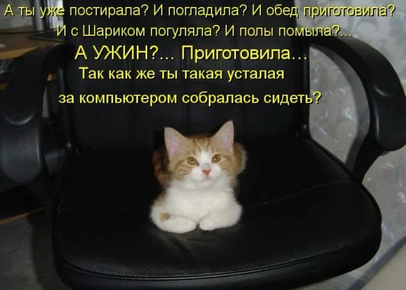 Котики хорошие лишнего текст. Котики с надписями. смешные котики с надписями. коты приколы с надписями. смешные коты с надписями.