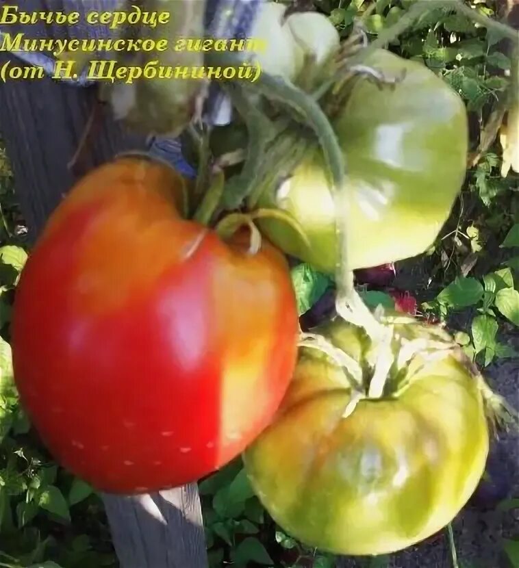 Минусинское сердце кистевое. Минусинское сердце кистевое. Бычье сердце гозе. Томат тещин язык. Томат минусинское сердце.