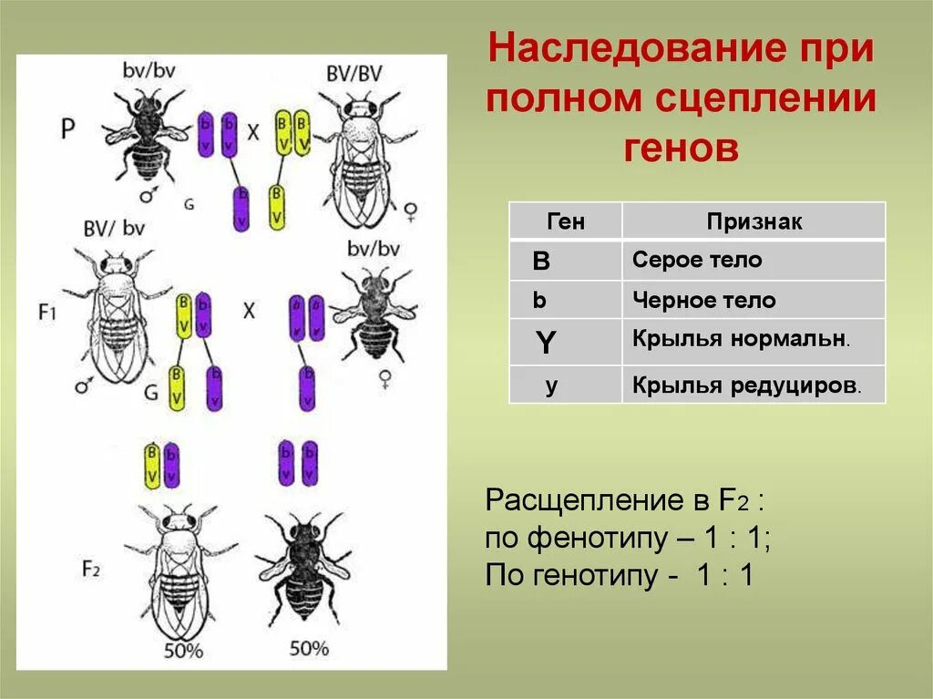 Схема неполного сцепленного наследования. Неполное сцепление схема скрещивания. Сцепленное наследование генов полное и неполное сцепление. Наследование признаков при полном и неполном сцеплении генов.