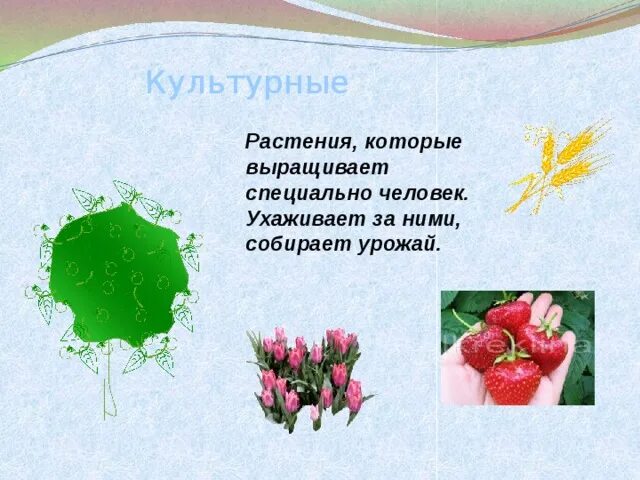 Растения которые выращивает человек. Растения на гидропонике. Nft гидропоника. Человек выращивает растения. Проект культурные растения.