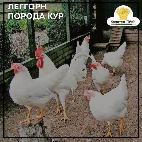 Куры леггорн стандарт. Порода Леггорн кур Леггорн. Несушки породы Леггорн. Доминант Леггорн петух.