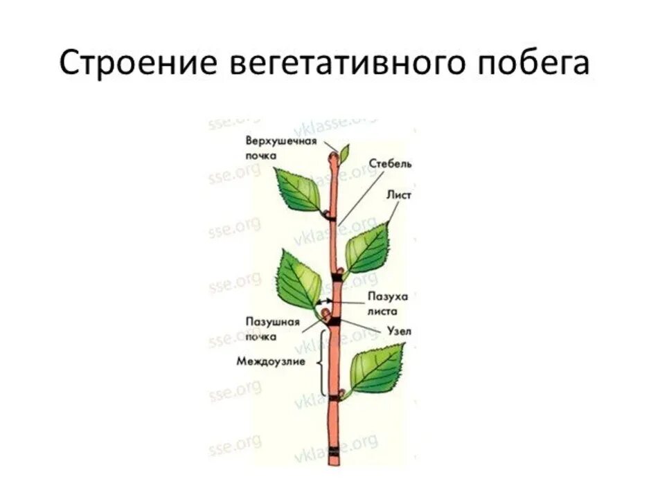 Строение побега. Строение побега рисунок. Побег рисунок. Схема строения побега.