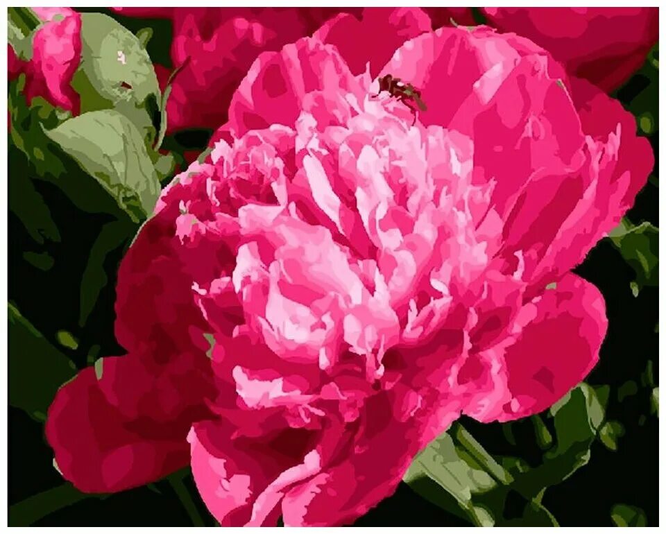 Пион по номерам. Пионы збигнева копаня. Peonia. Картины цветы пионы. Пионы акрилом на холсте.