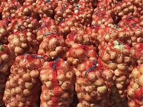 Лук оптом ставропольский край