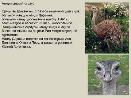 Страус среда обитания