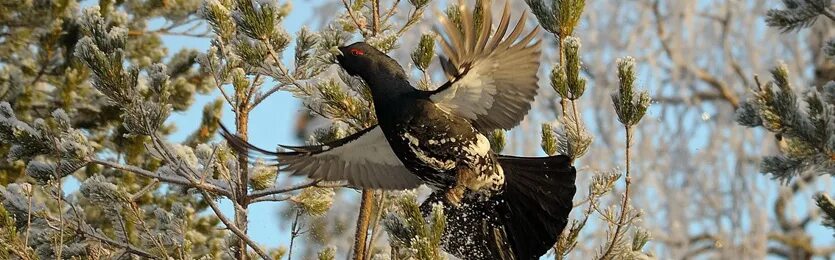 глухарь клюет. глухарь птица зимой. глухарь птица звук. глухарь птица. звук издает глухарь.