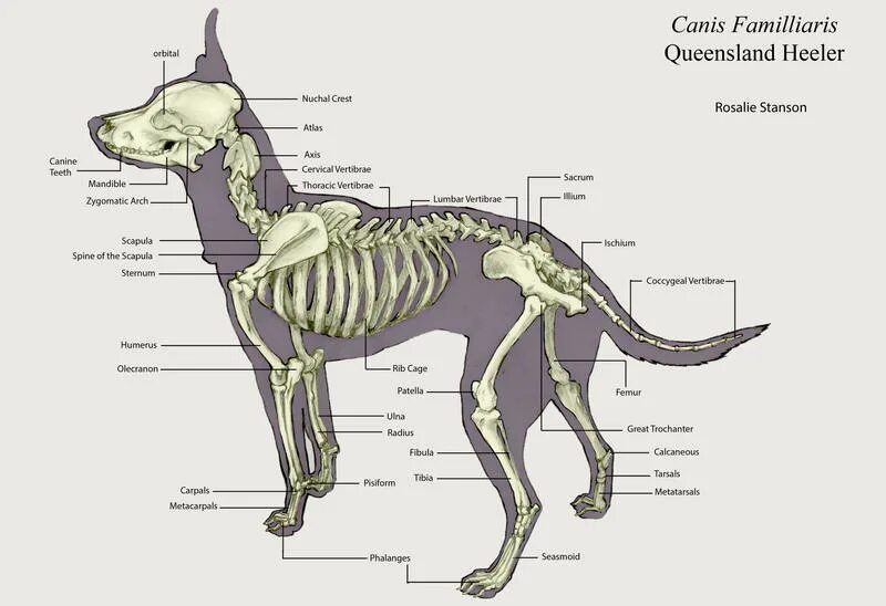 Кости собаки анатомия. Костный скелет собаки. Скелет собаки анатомия. Составные части скелета собаки.