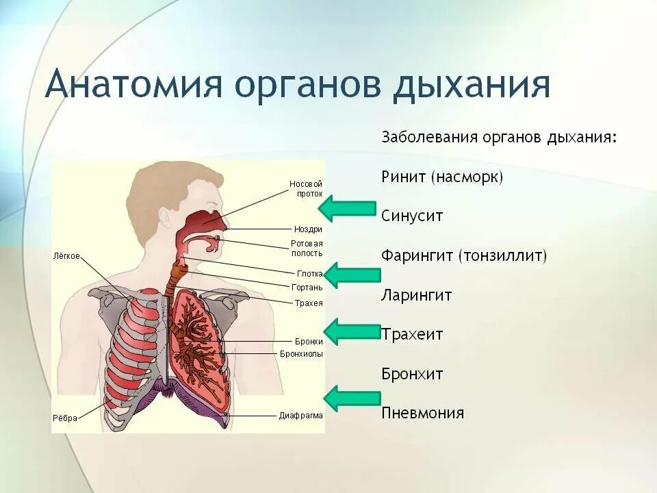 Дыхание с помощью легких впервые появляется у. Заболевания органов дыхания. Болезни дыхательной системы. Дыхательная система человека. Заболевания системы дыхания.