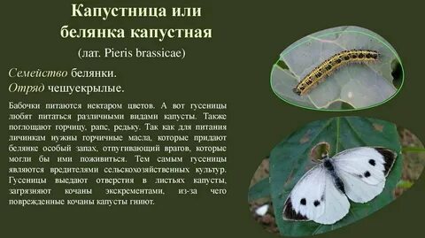 Тип развития капустной белянки