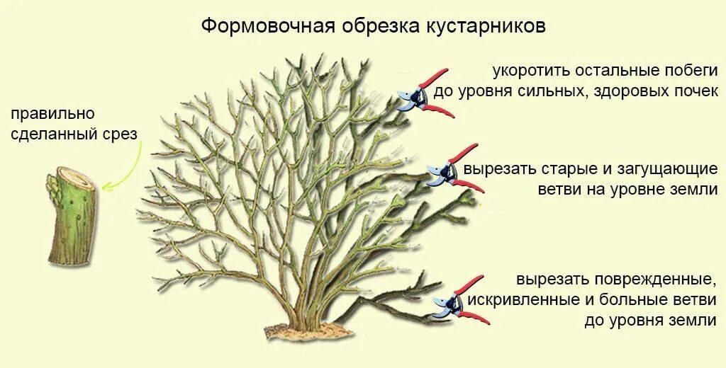 Обрезка лапчатки весной схема. Схема обрезки чубушника. Схема обрезки чубушника весной.