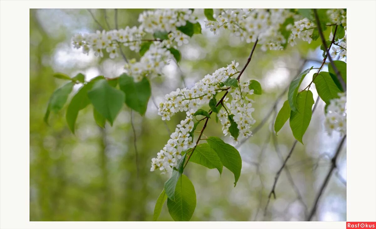под окном черемуха колышется золотое кольцо. под окном черёмуха колышется кадвшева. кадышева обложка. бандера андрей под окном черемуха. за рекой черемуха колышется текст.