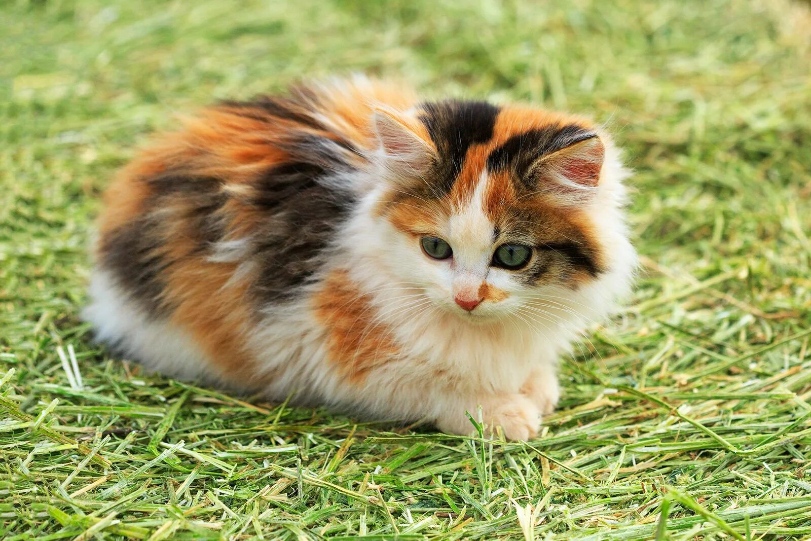 Порода Калико. Трехцветные кошки Калико. Кошка породы Калико. Сибирская трехшерстная кошка. Трехцветная кошечка