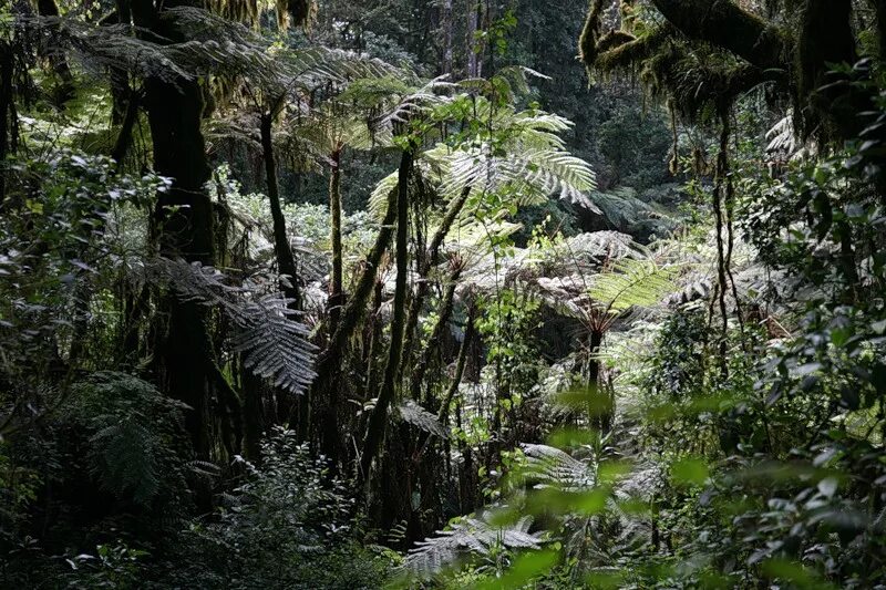 муссонные субтропические леса евразии. тропические дождевые леса африка. чунцин тропические джунгли. парк лоренц индонезия. где влажные леса.