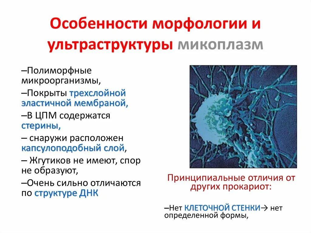 Chlamydia trachomatis mycoplasma genitalium. Микоплазмы микробиология морфология. Микоплазмы антигенная структура. Микоплазма антигенная структура. Микоплазмы строение микробиология.
