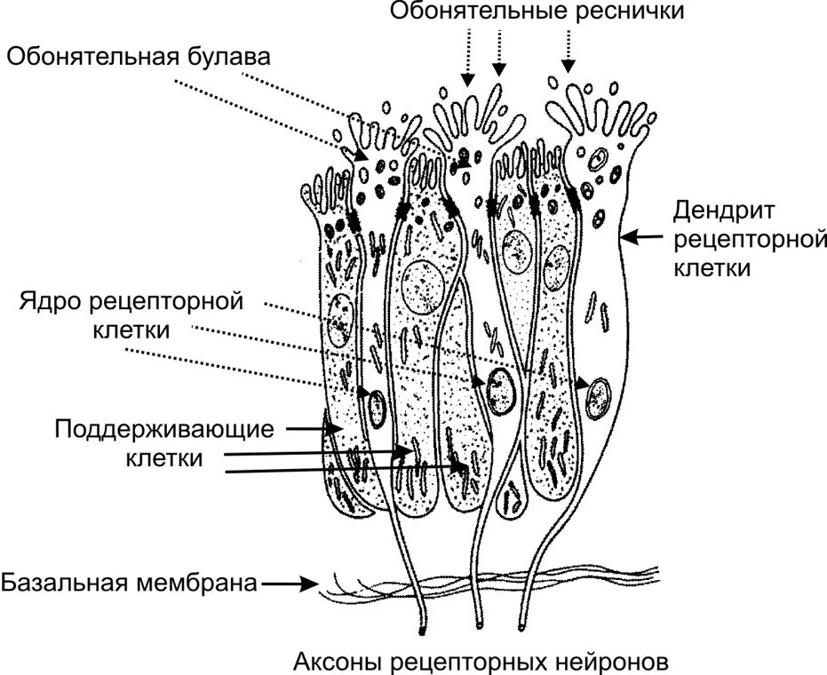 Схема строения обонятельного эпителия. Опорные клетки обонятельного эпителия. Схема ультрамикроскопического строения обонятельной клетки. Клетки обонятельного эпителия анализатора. Обонятельные рецепторные клетки