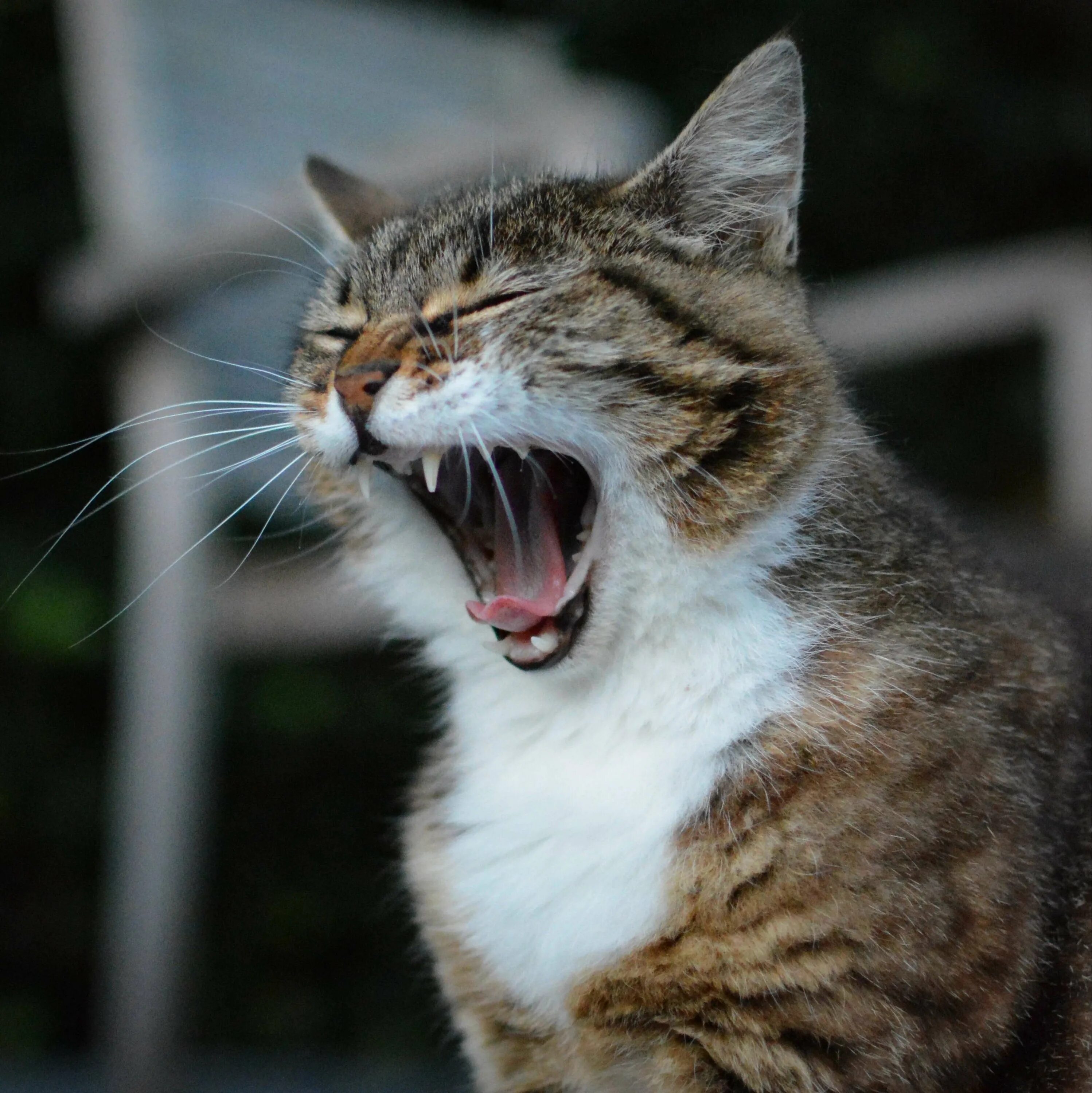 Кот с фигой. Заразительный зевок. Целый день зеваю. Скука зевает. Кошечка зевает.