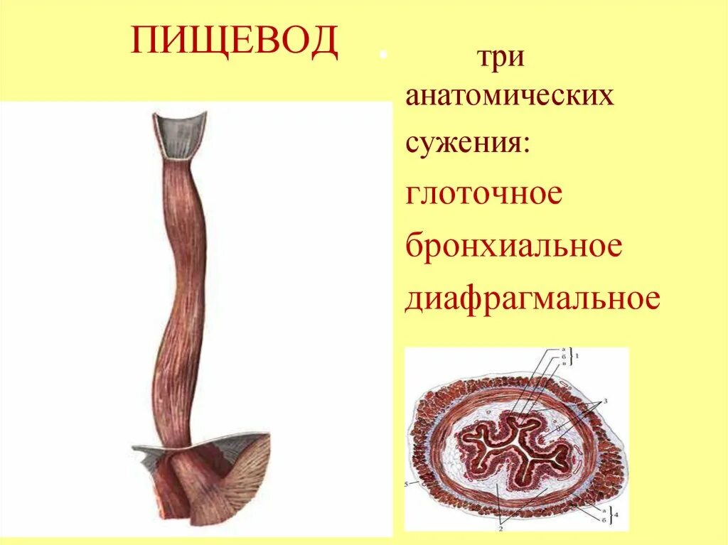 Пищевод 3 части. Пищевод. Пищевод рисунок. Пищевод картинка.