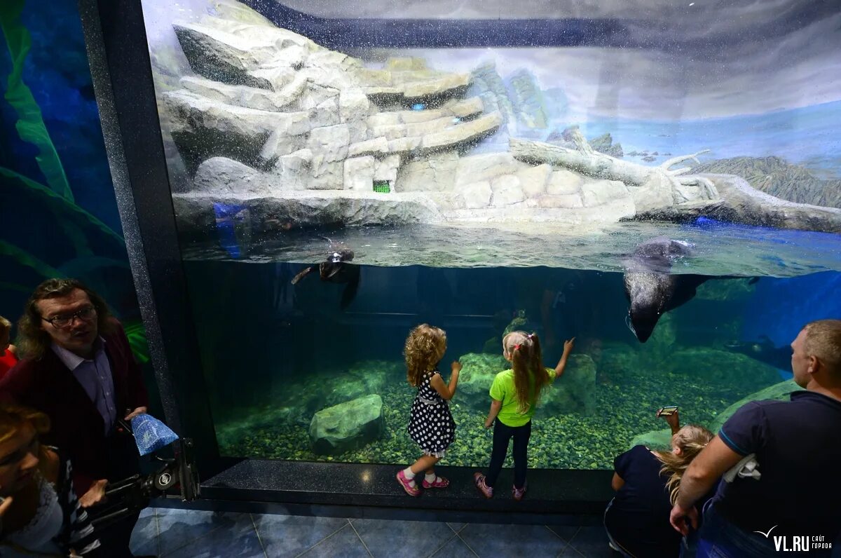 океанариум владивосток остров русский. водолазы океанариум спб. приморский океанариум владивосток. приморский океанариум владивосток. океанариум планета нептун.