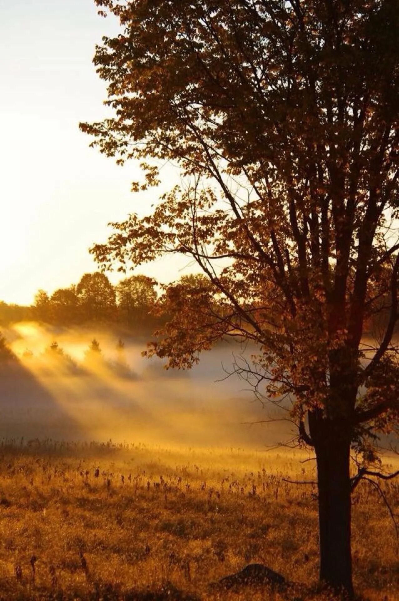 Осень красивое утро картинки. Утренний пейзаж. Утро осень. Осенний рассвет. Красивые утренние пейзажи.