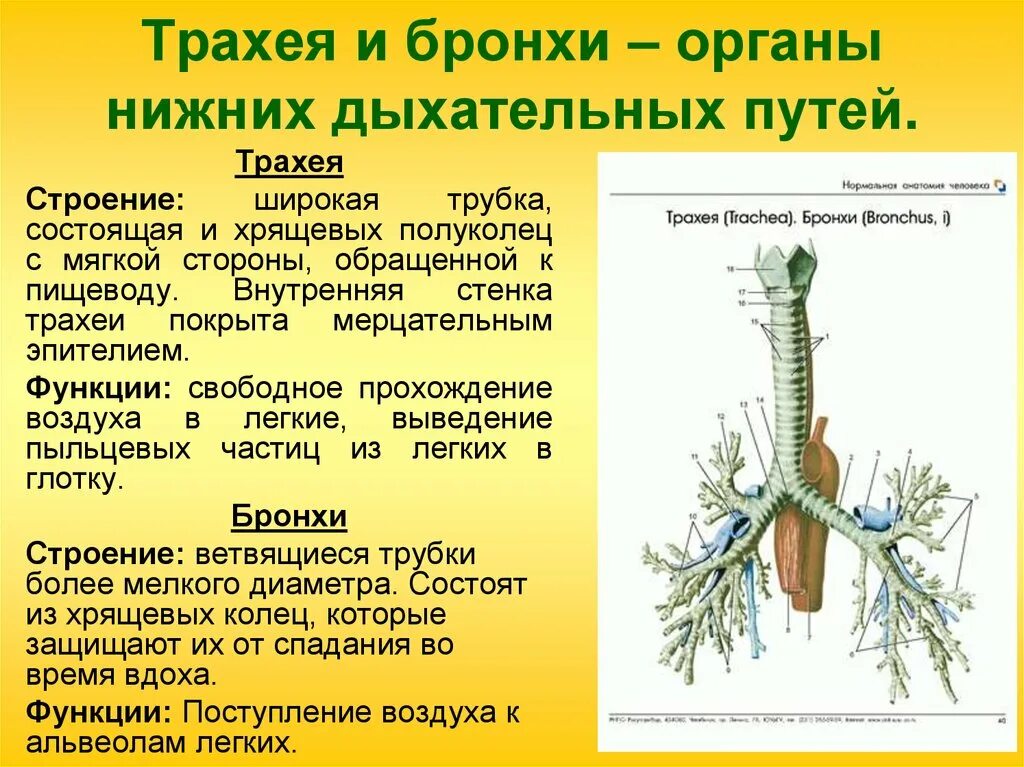 Трахея и бронхи строение и функции. Трахея положение строение функции. Строение трахеи и бронхов анатомия. Трахея и бронхи, их положение, строение, функции..