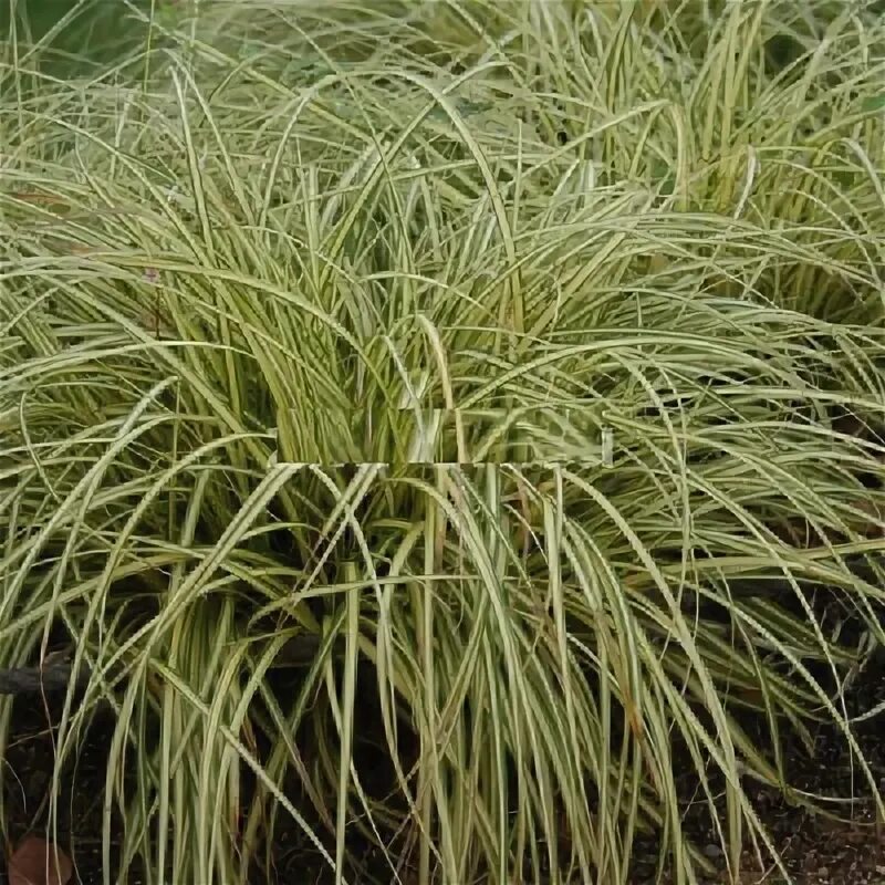 Осока охименская эвергрин. Осока (carex) эверголд. Осока эверголд. Осока охименская. Carex oshimensis 'evergold'.